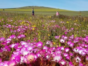 Namaqualand - South African homeschool outing